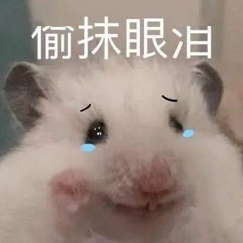 来这里送你几款戳中心巴的萌系小动物表情包