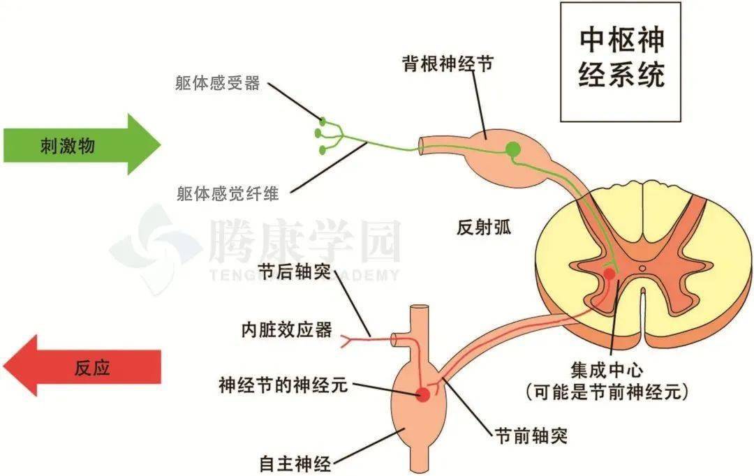 调节麻痹是指 来自搜狐网