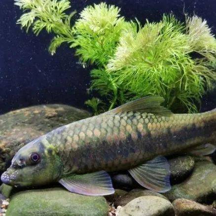 惠州龙门生物教师发现“怪鱼”，一查竟是消失多年“崩鼻鱼”！_黄伟胜_保护_水域
