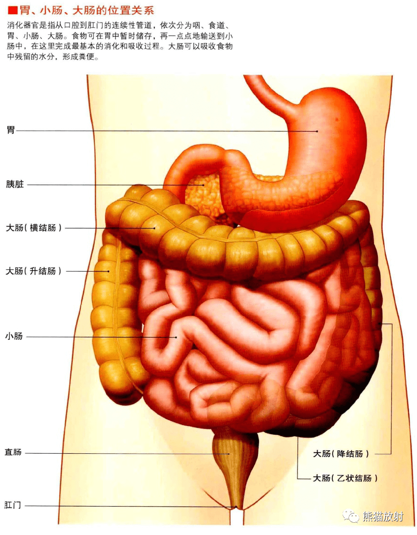 3d解剖丨胃肠道,肝胆胰