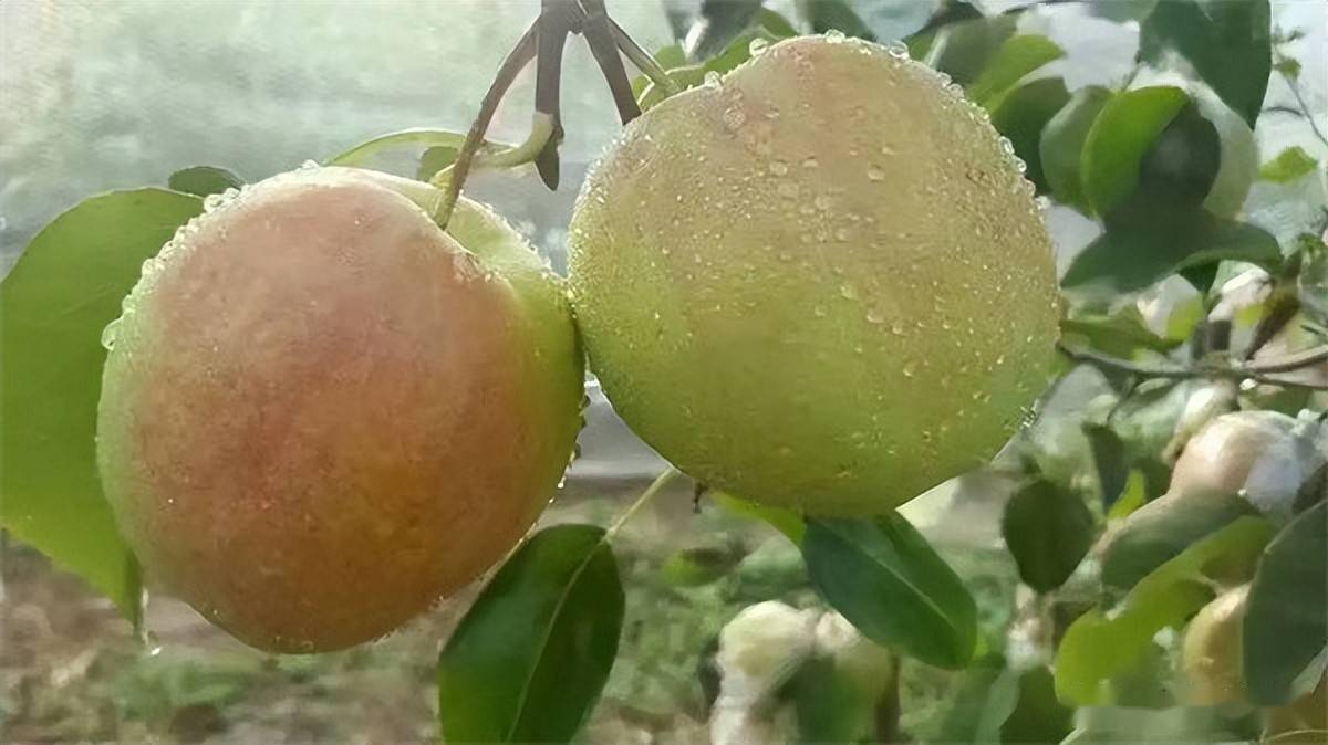 去年一斤7毛难卖,如今涨上2元,果农却无奈:这品种也不行_行情_香梨