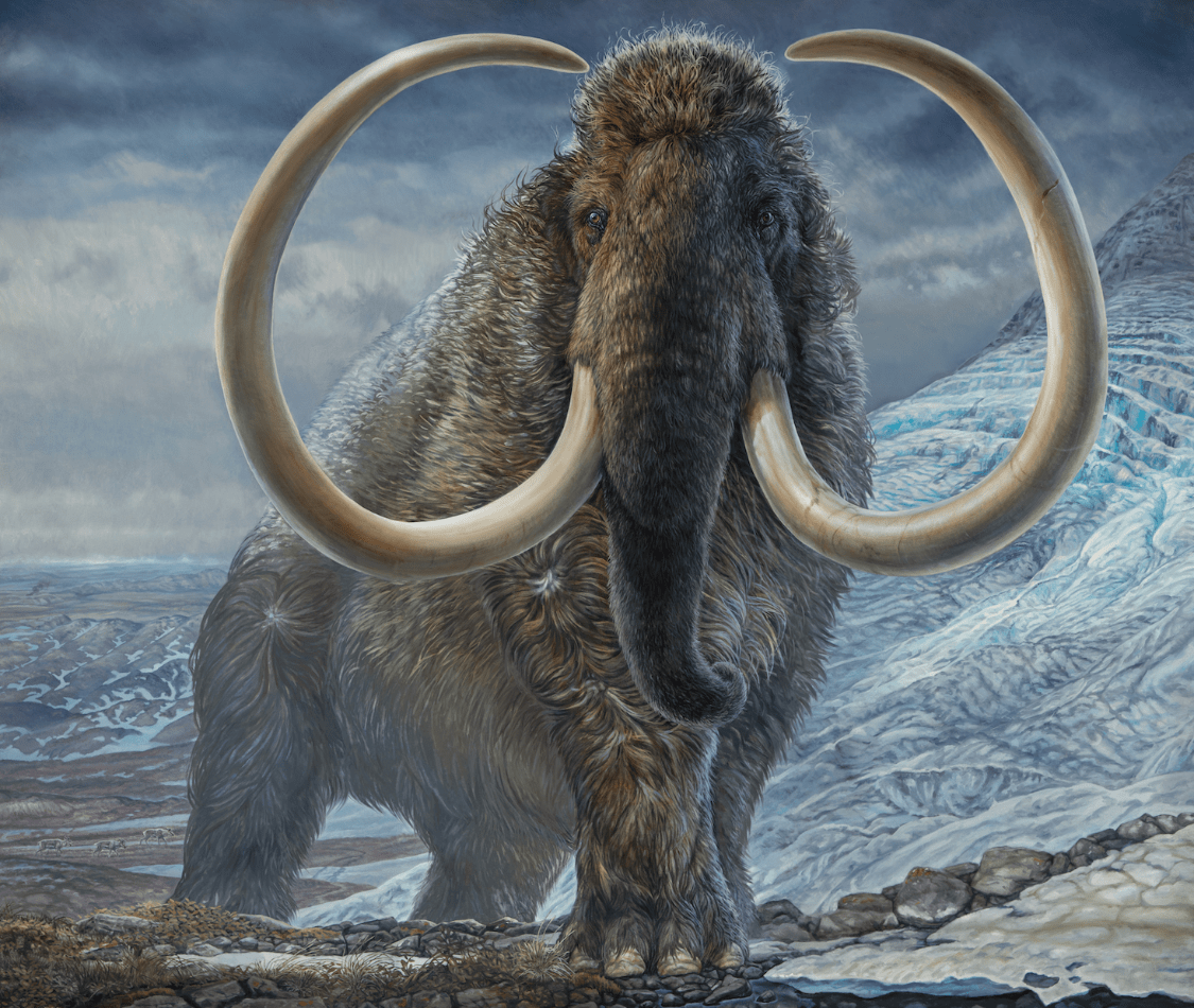原创猛犸象长这个样30000年前猛犸象尸体出土保存完好