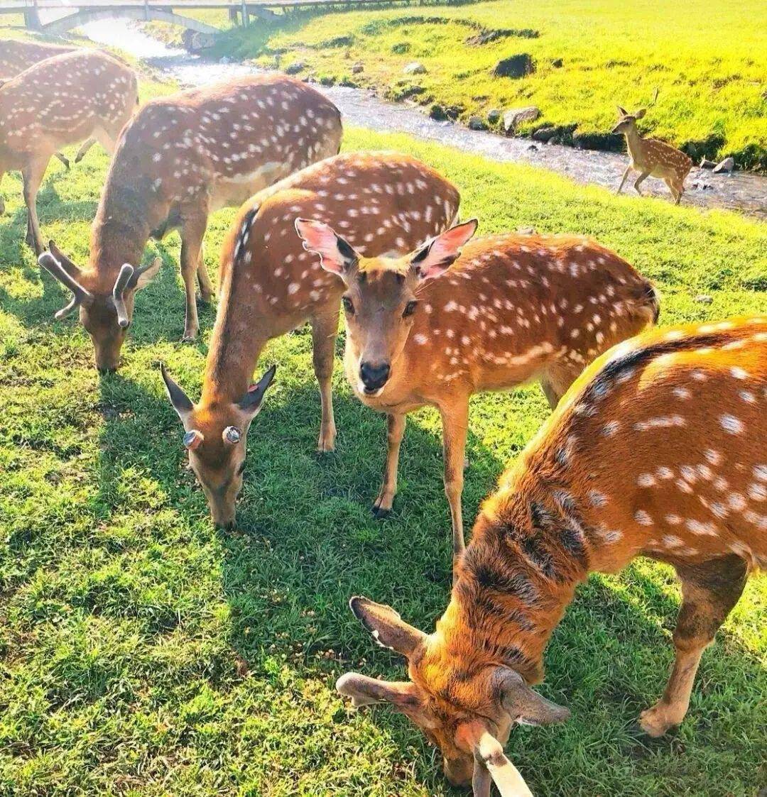 伊春金山鹿苑介绍图片