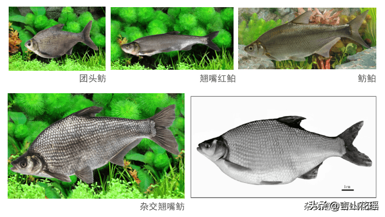优质淡水养殖新品种——杂交翘嘴鲂_母本_含量_特征