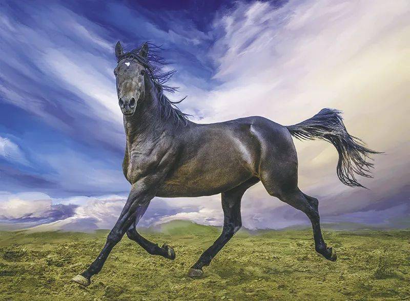 吉祥草原·风采无限——阿拉腾宝音摄影作品展_内蒙古_蒙古马