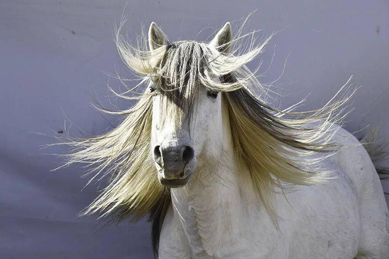 吉祥草原·风采无限——阿拉腾宝音摄影作品展_内蒙古_蒙古马