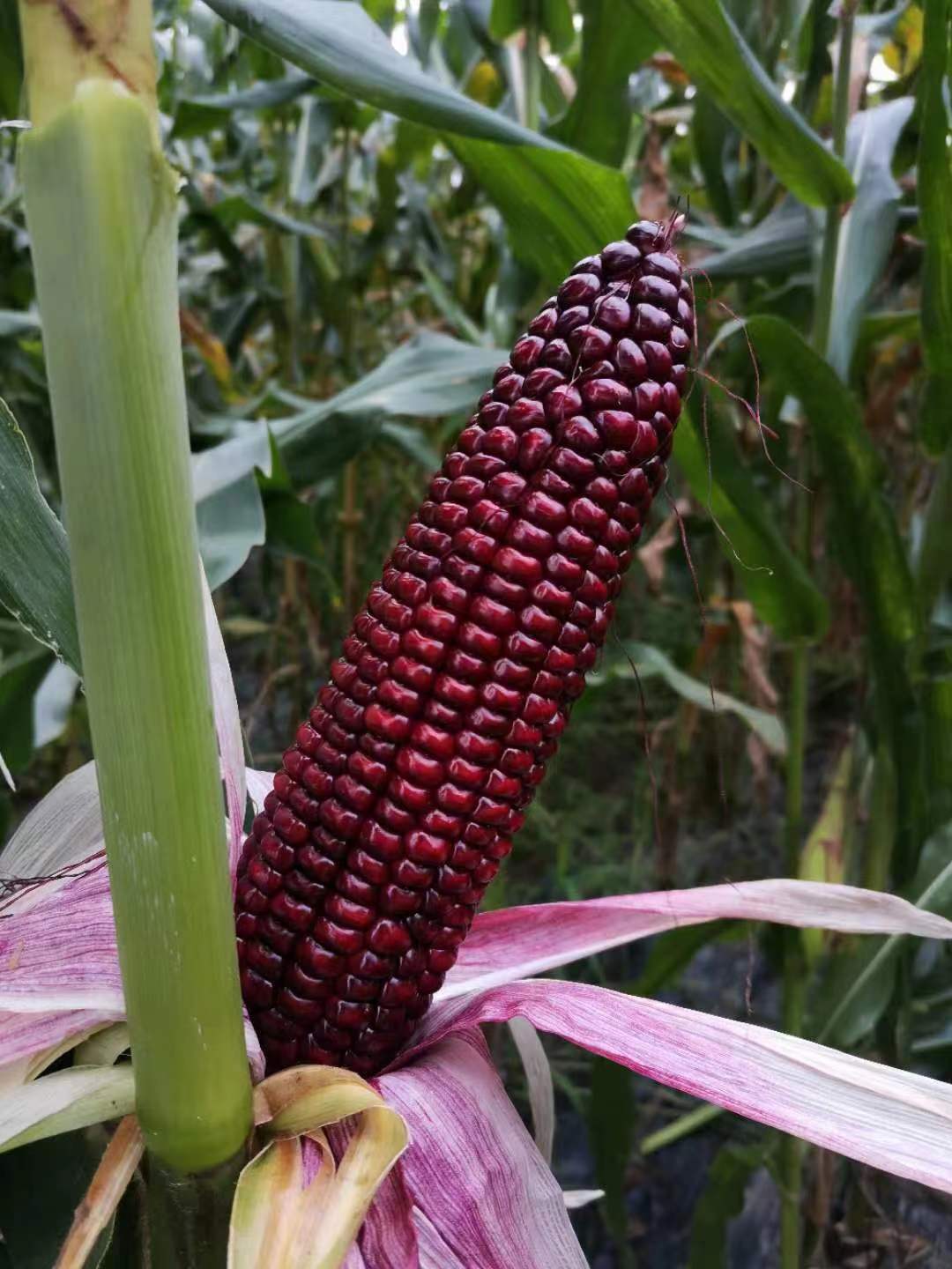 百万种子落户金山上海农科人十六年磨一剑成功培育罕见玉米品种