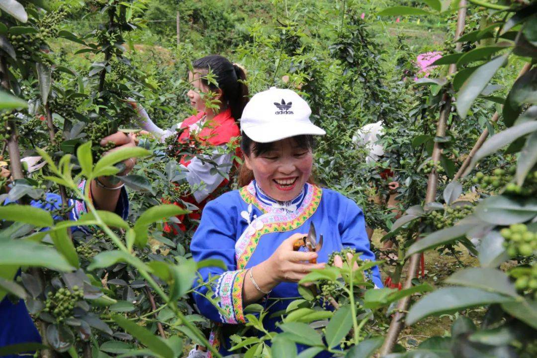 天柱县远口镇千亩花椒丰收忙村民采摘乐不停