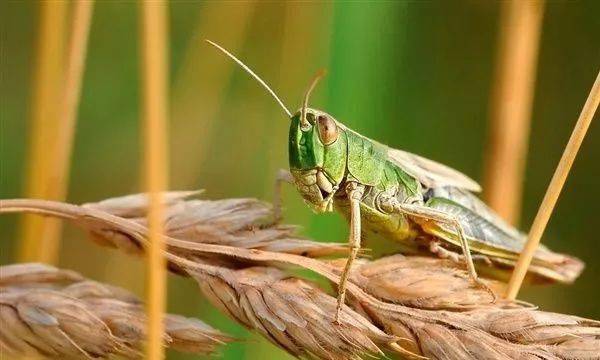 钦州城区多个小区发现有大蝗虫网友万物皆可烤来吃