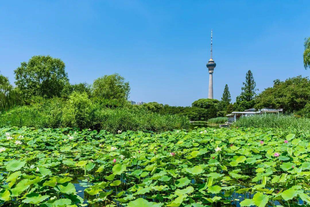 7月上旬-8月底玉渊潭公园tips:南园的展览温室周一上午闭馆交通:乘坐