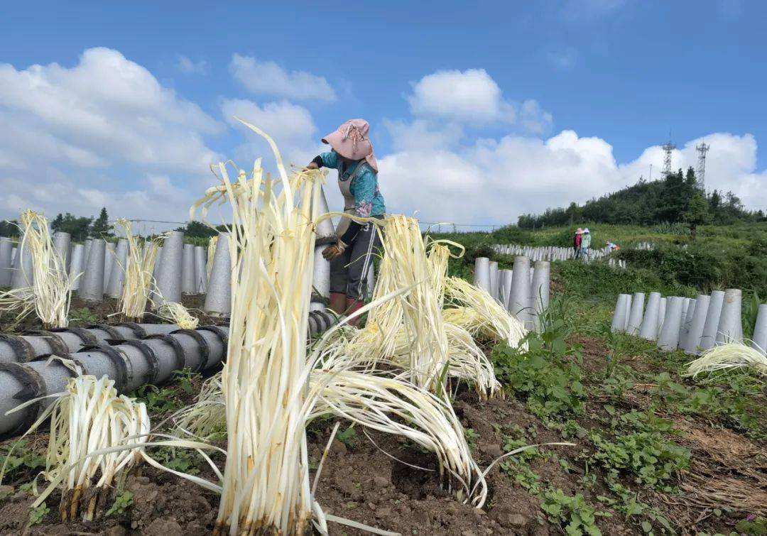 织金县牛场镇:酿好致富"韭" 飘香振兴路_韭黄_群众_种植