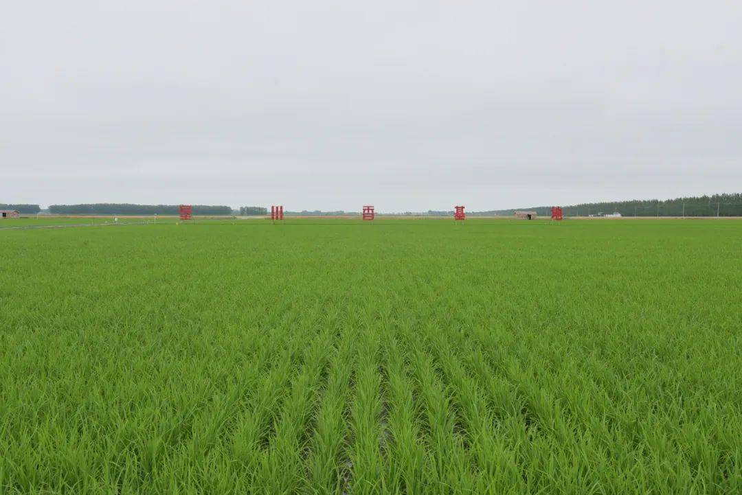 垦稻17水稻品种介绍图片