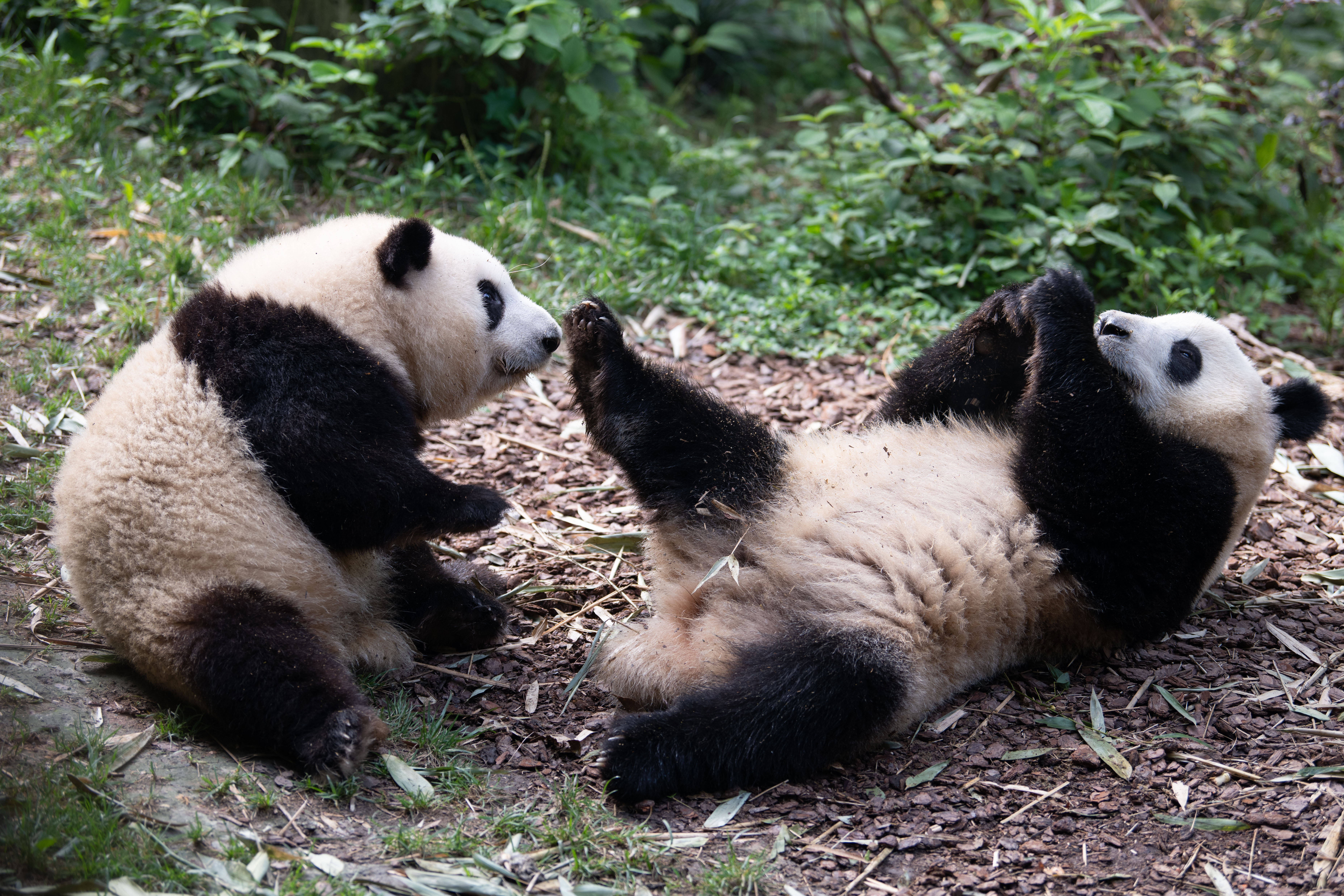 大熊猫和花壁纸图片