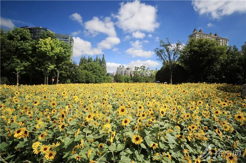 在上海市中心邂逅浪漫1800平米向日葵花海扮靓夏天 南园 种植 草本植物