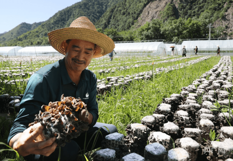 瞰县域丨甘肃成县：瓜果飘香满枝头 带火乡村采摘游