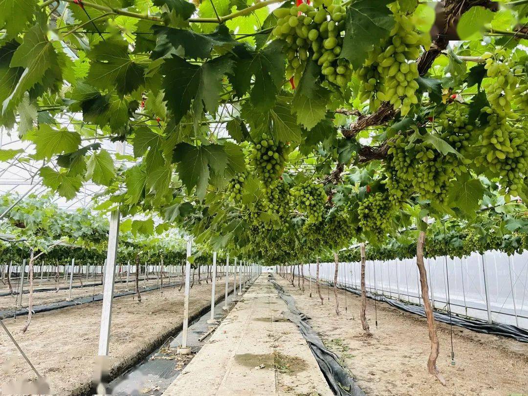 嘉田四季 八福农场——你期待的小记者采风研学活动不容错过!