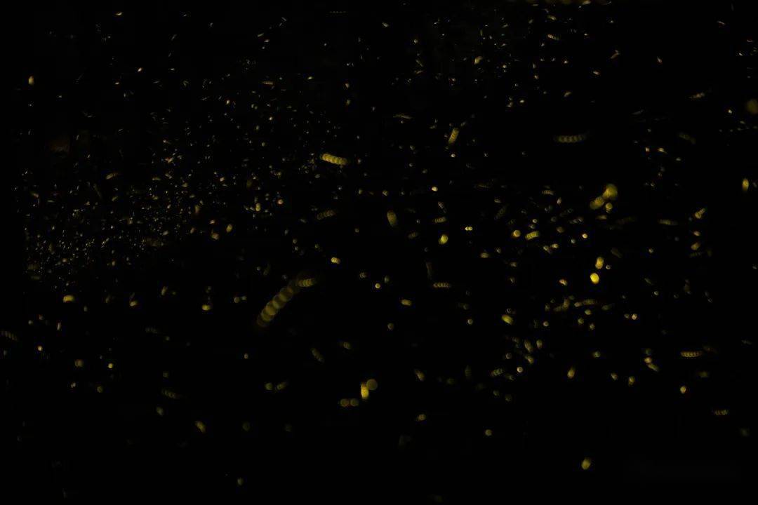 参加人像活动的成员赠送5张高清萤火虫素材模特:专业模特后期指导