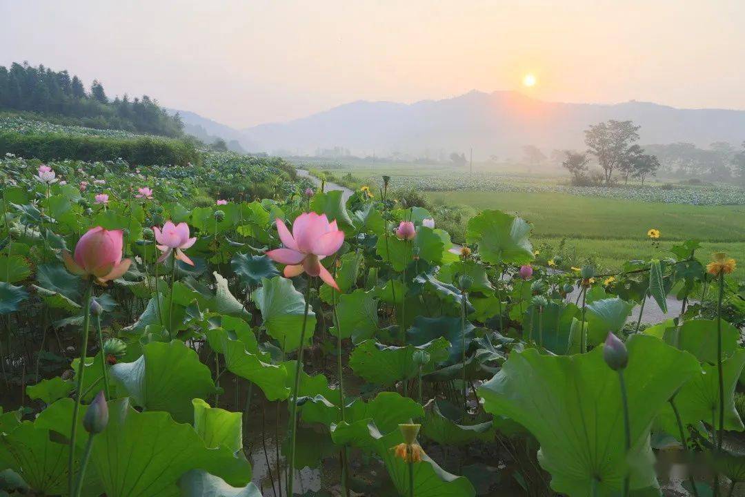 夏日炎炎,不如来宁都一起赏荷花~_摄影_曹江平_石伟雄