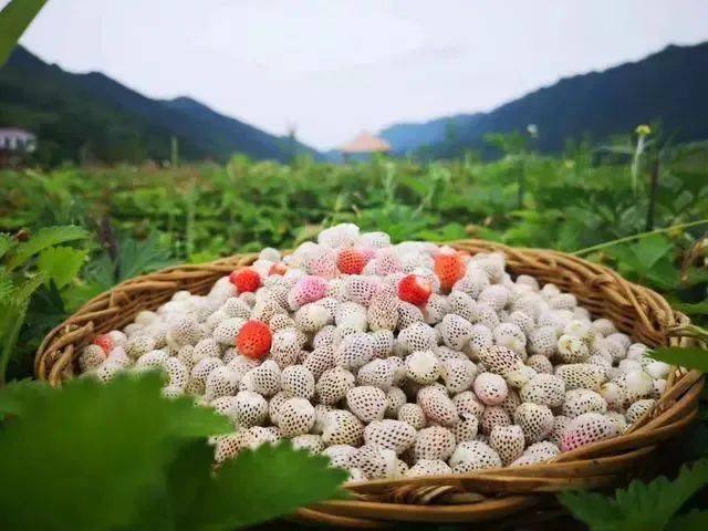 但曾几何时,摘"瓢儿"却是无数略阳人儿时的记忆