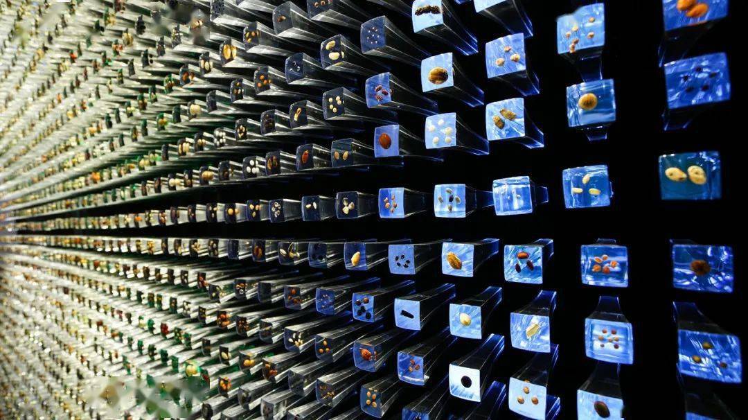 小种子大世界地理视角看全球种子库附地理环境与植被