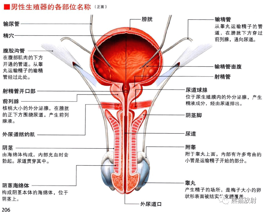 3d解剖丨腎臟,男/女生殖,胎兒_人體_唐曉豔_輸尿管