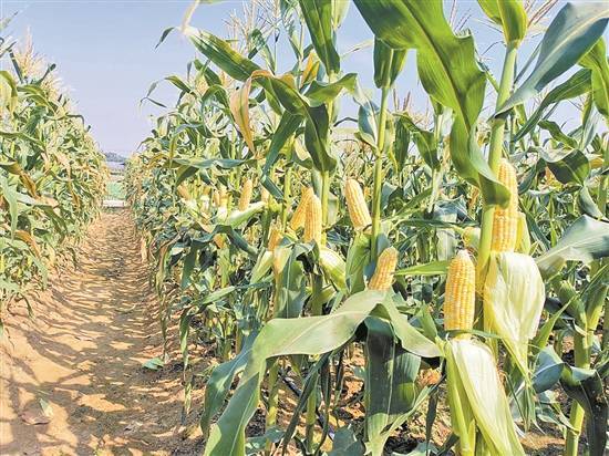 "能生吃的甜玉米"填补华南甜玉米夏播空白_种植_选育_王蕴