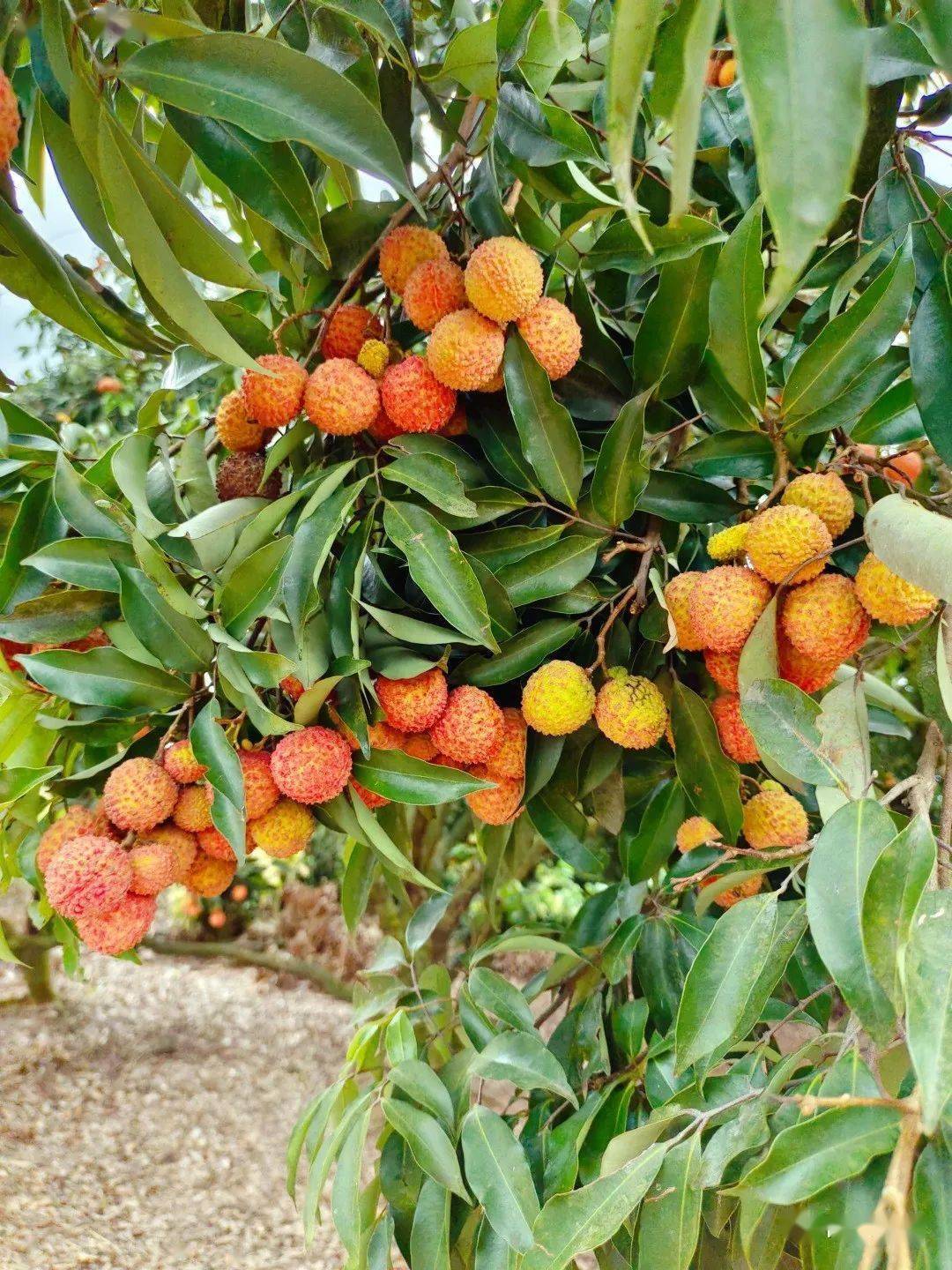 荔枝飘香到南宁这个果园享受一场荔枝盛宴吧