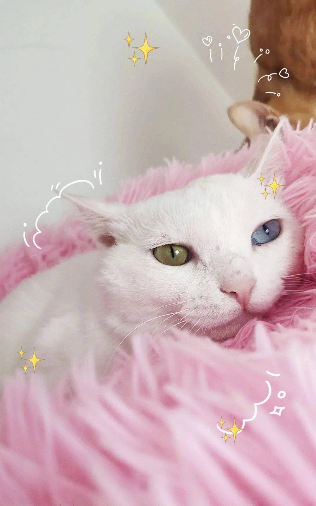 寒,忍不住拢了拢衣服,究竟是什么人这么残忍,竟然对一只小猫下此狠手!