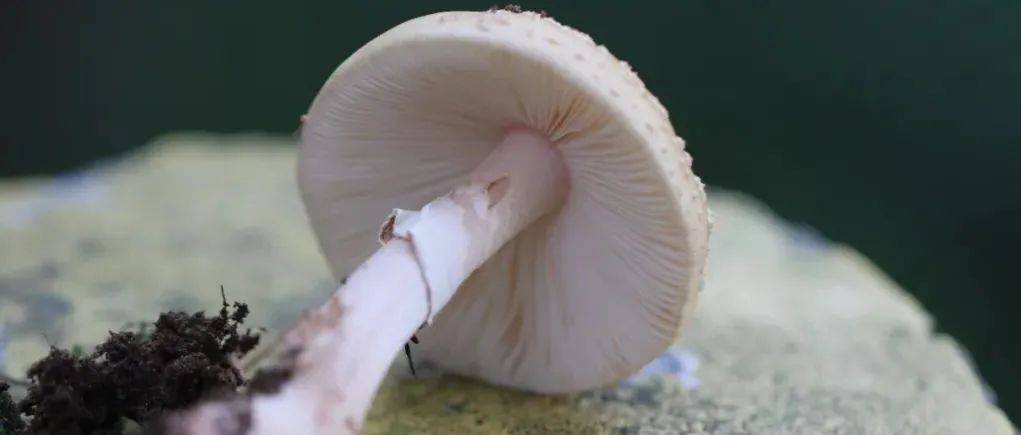 放倒7个“菇勇者”！除了红伞伞，还有白伞伞、黄伞伞......_患者_病情_症状