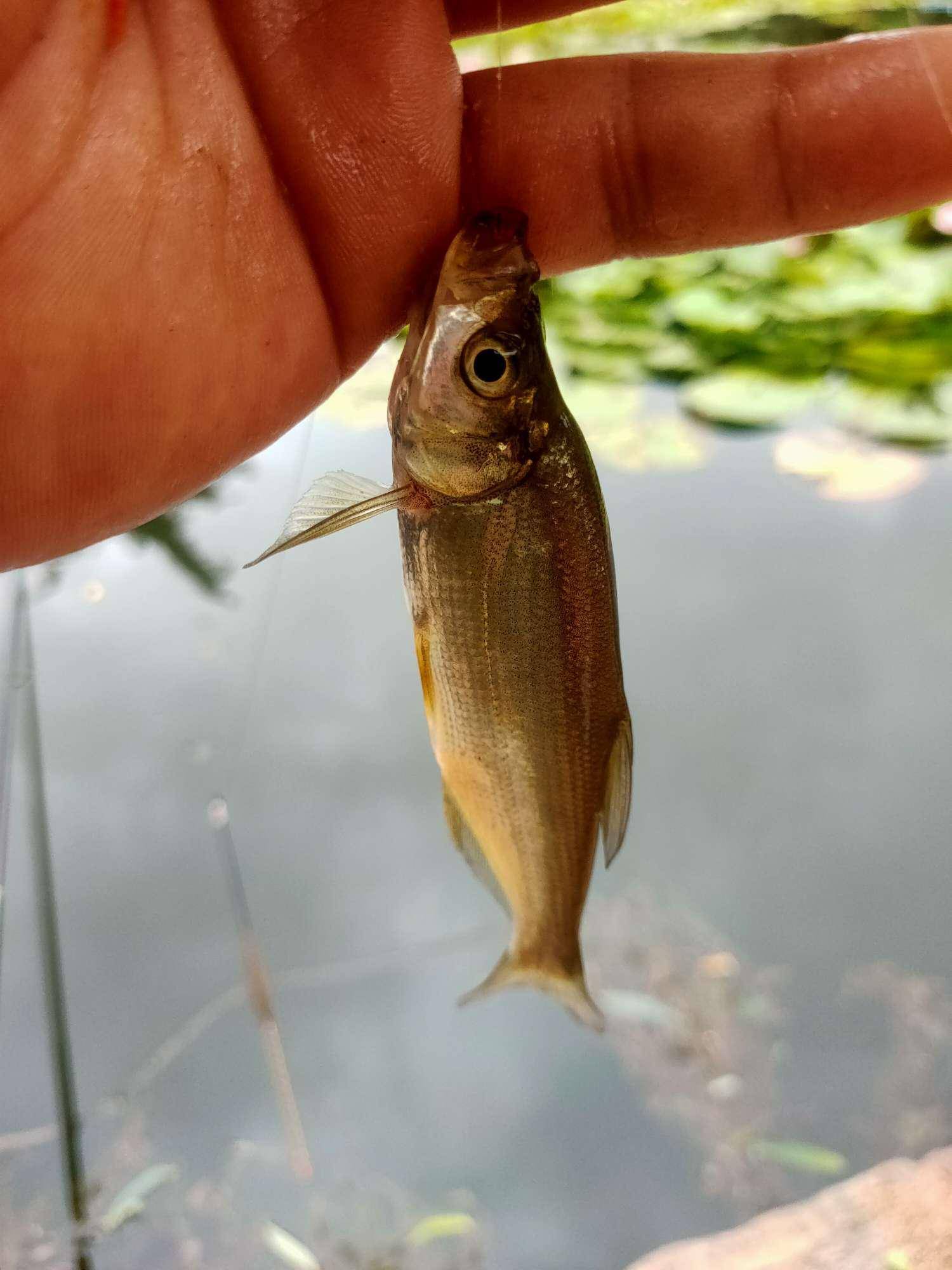 浮漂翻身下落时,一个截口出现,顺势提竿刺鱼,一尾驼背大嘴青稍前来