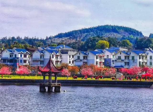 坪盘白梨为枇杷精品老区群众喜获丰收秀屿区平海镇平海老区村平海老区