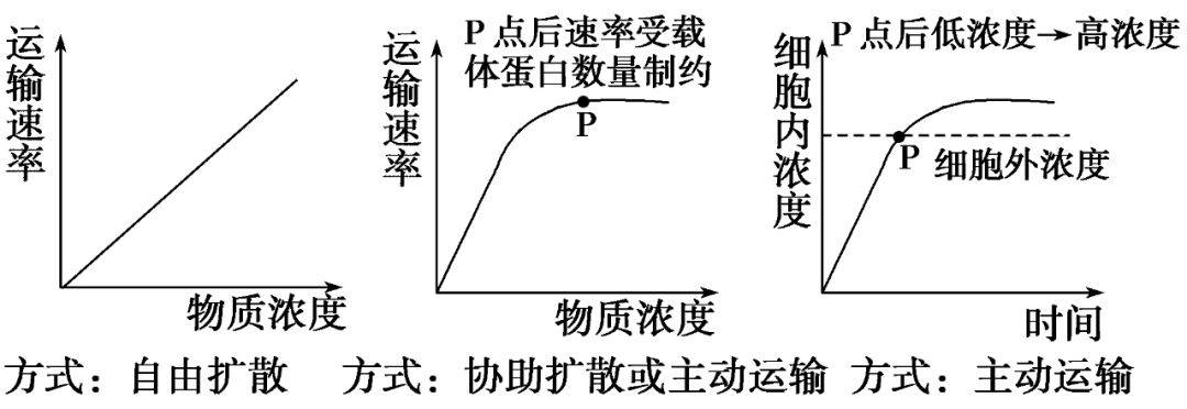 主动运输的曲线图图片