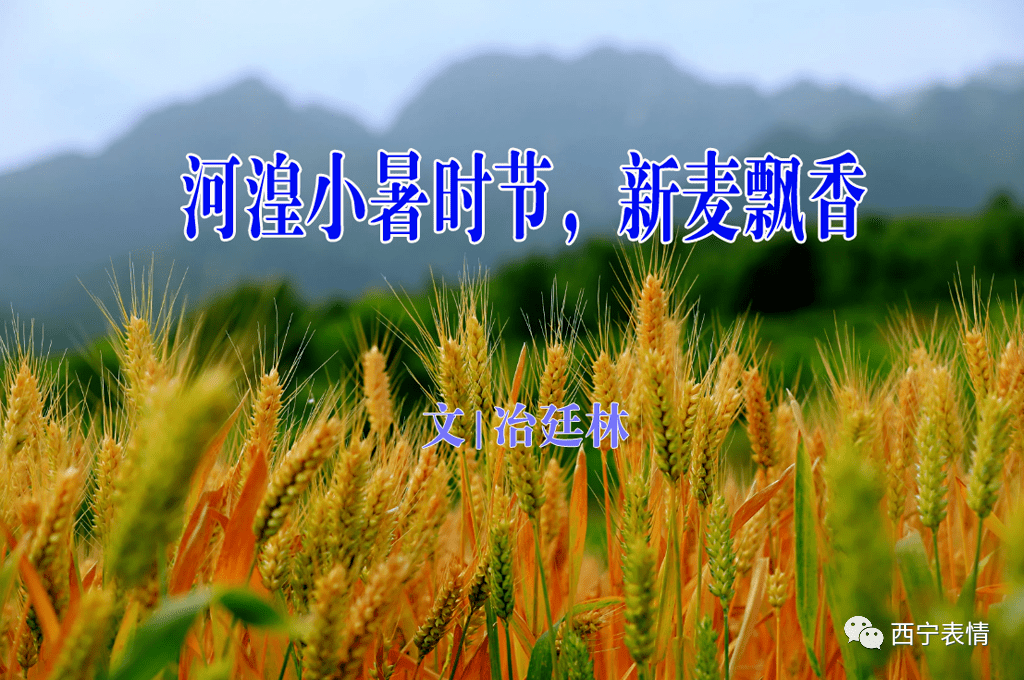 散文 河湟小暑时节 新麦飘香 冶廷林 麻麦 包皮 小麦