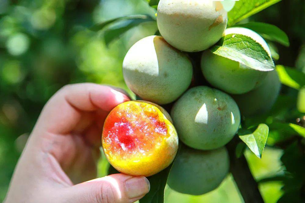 与"李"相约,金塘的盛夏是李子味的_新金_果子_种植户