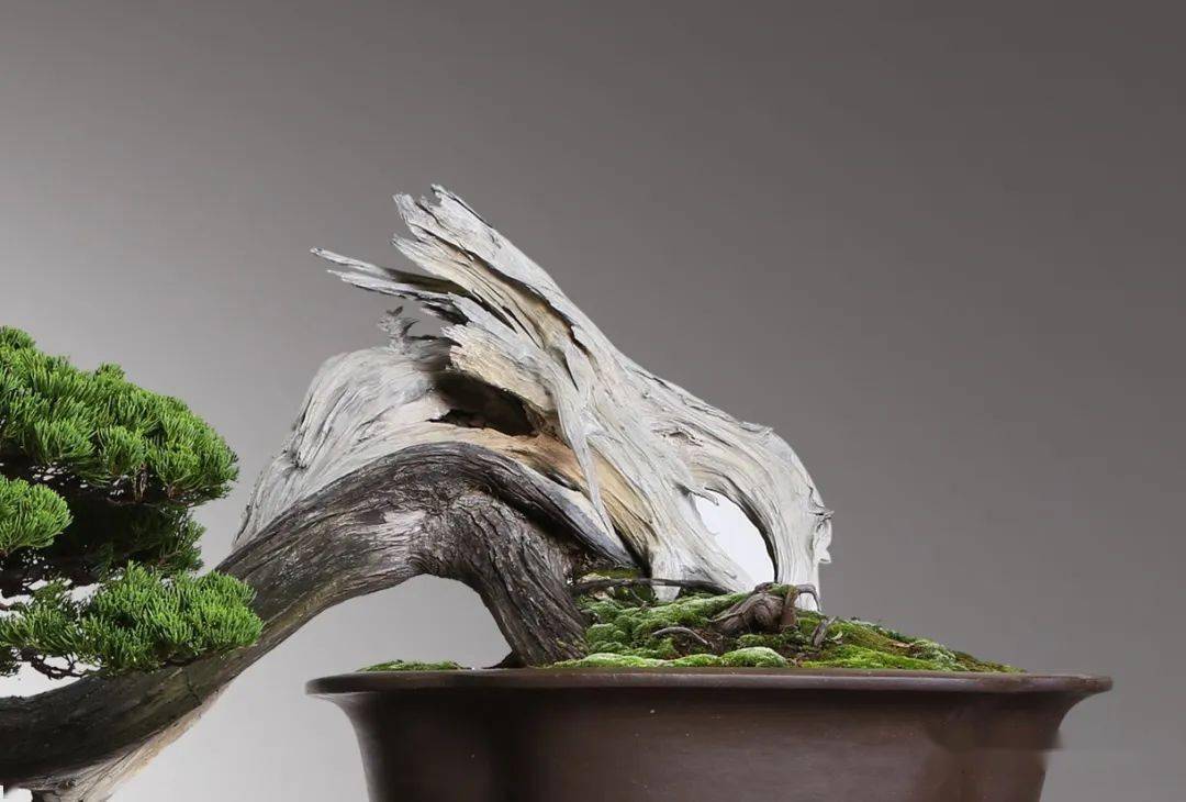 封面大赏柏树的刚柔之美台州梁园藏品悟