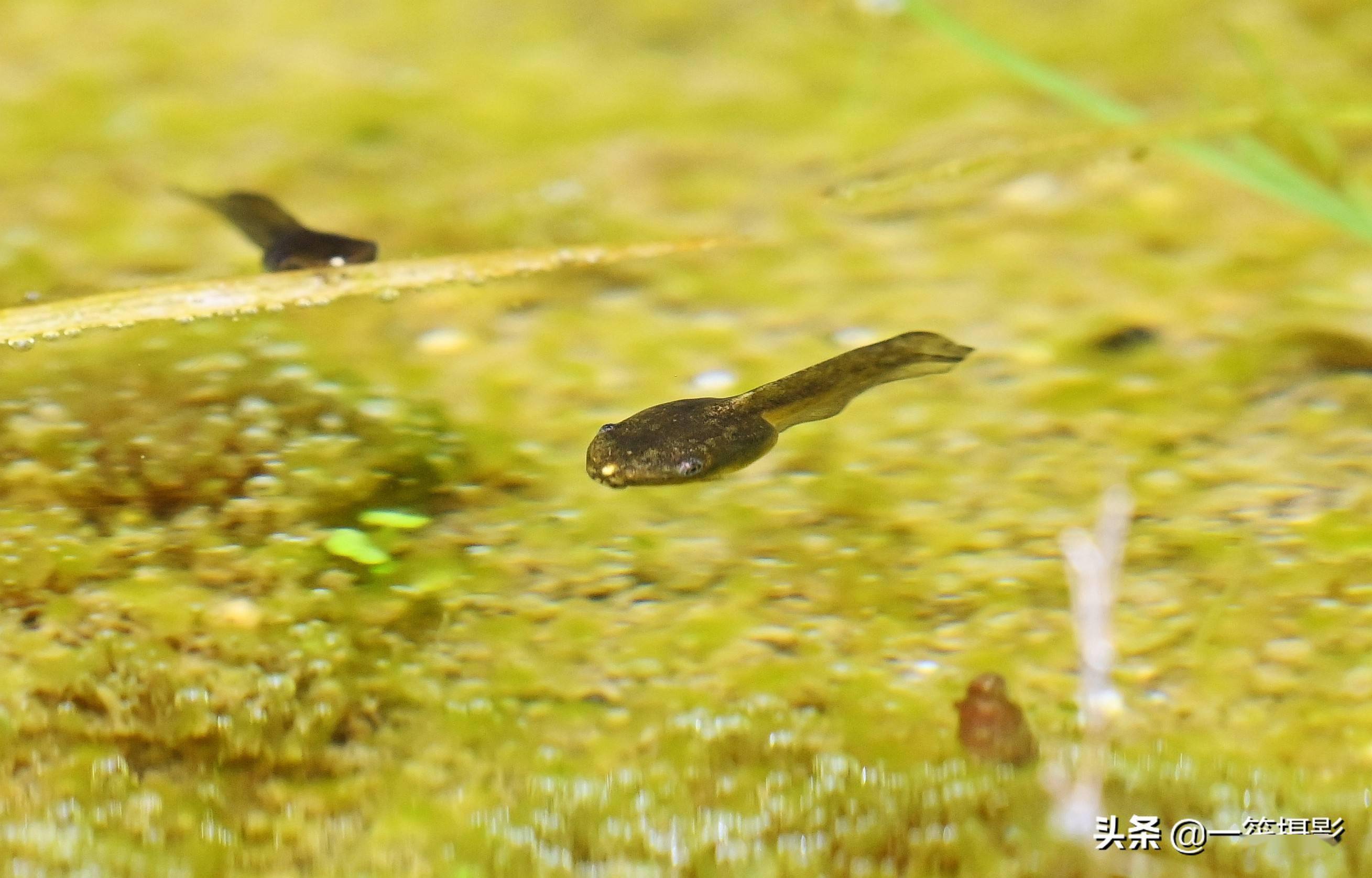 「墨脱行」小蝌蚪,是指是蛙,蟾蜍,蝾螈,鲵等两栖类动物的幼体