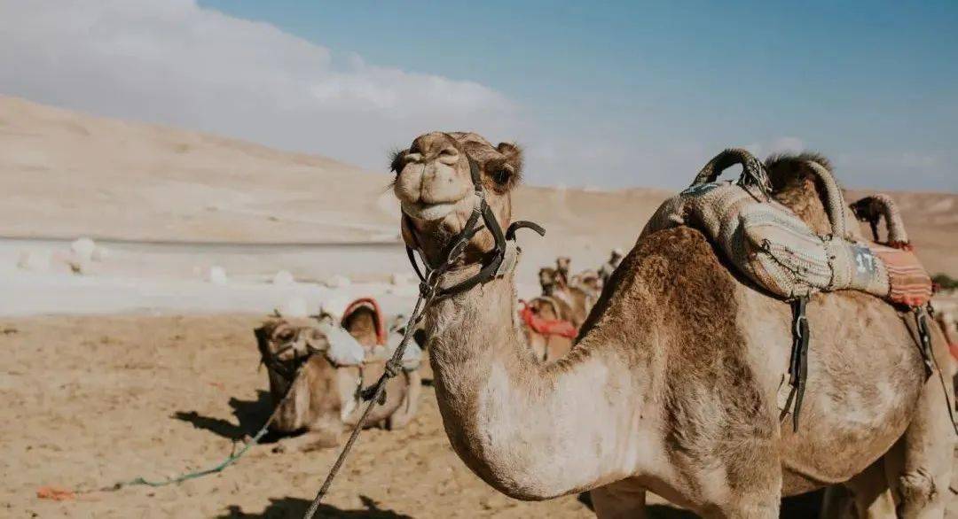 古代驼道上的那些故事_骆驼客_曹宗_转场