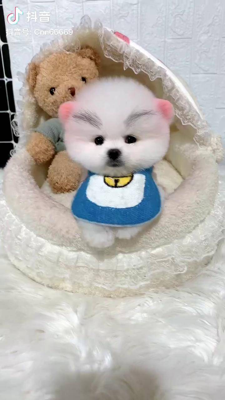 来看看我们这个像不像全网寻找梅尼耶茶杯犬 萌宠_梅尼耶_寻找_茶杯