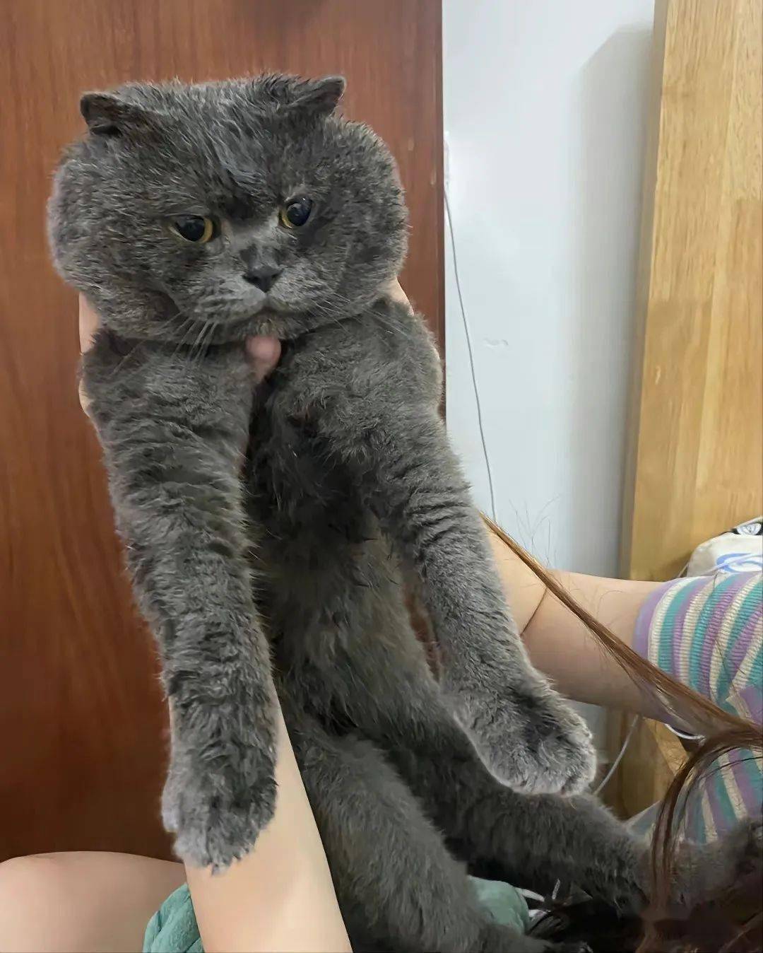 柯基_大白话_来源