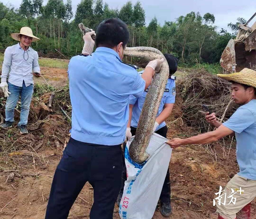 茂名电白马踏惊现3米大蟒蛇,村民吓得不轻……_群众_小孩子_杂草
