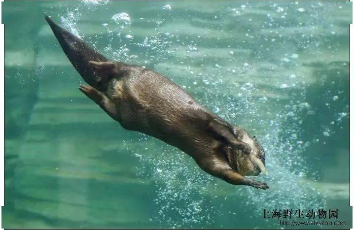 亚洲小爪水獭善于游泳和潜水.