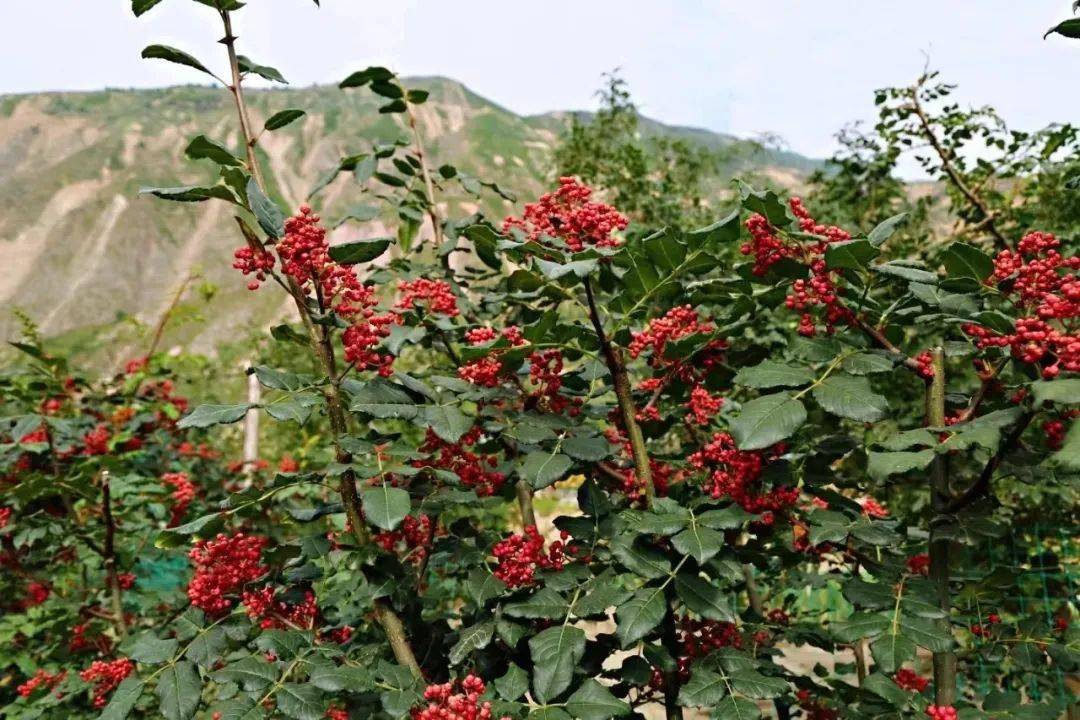 陇南市武都区:椒"俏"民富_花椒_产业_郭河乡