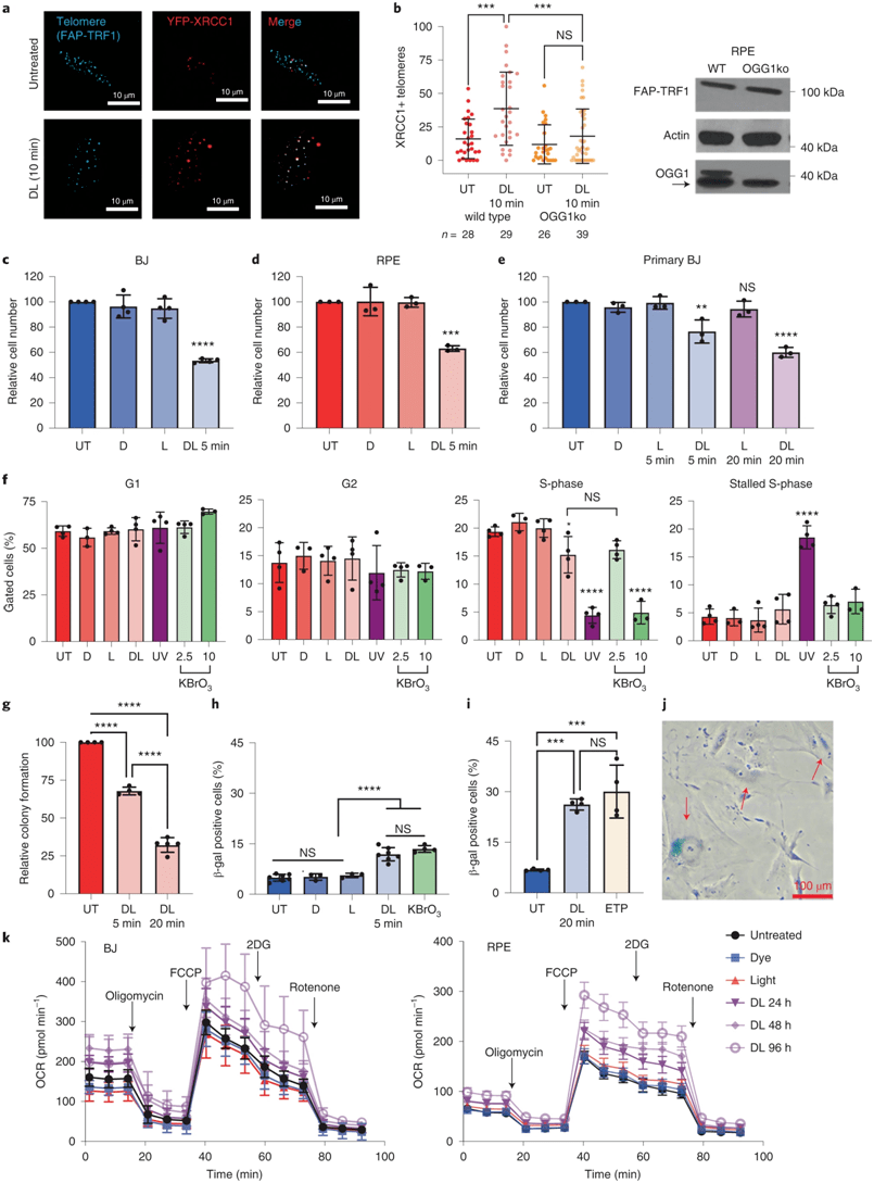 急性端粒8oxog引发快速过早衰老,图片来自nature structural &