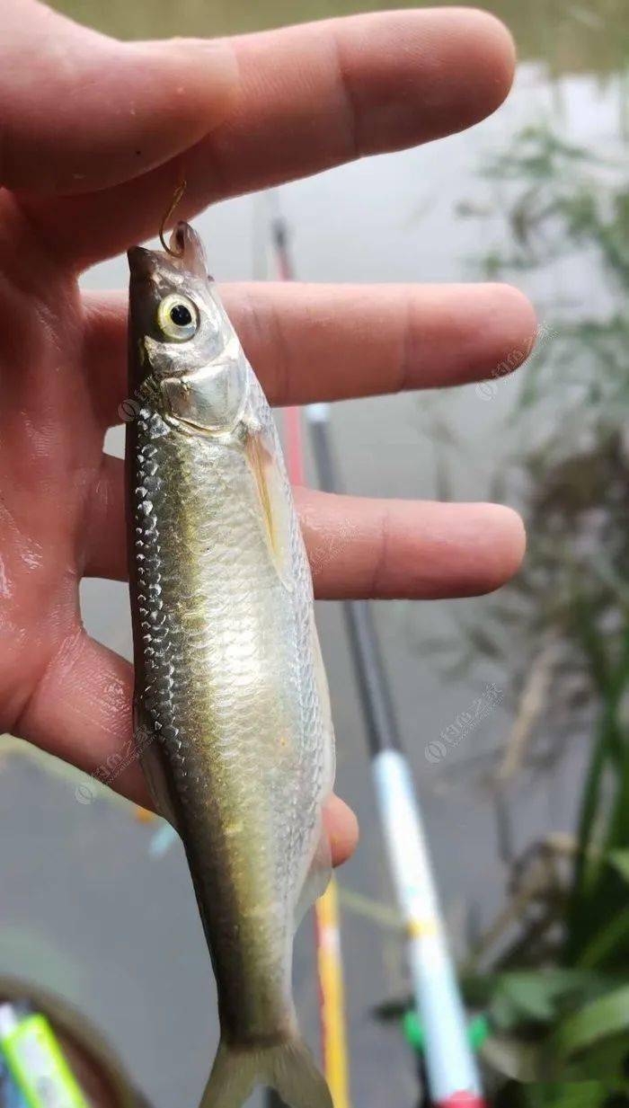 水鸟相邻作伴,狂拉白条上岸_时间_饵料_鱼情