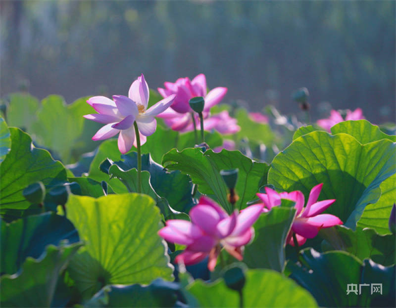 河南安阳：“荷”你一起，“豫”见古都之夏