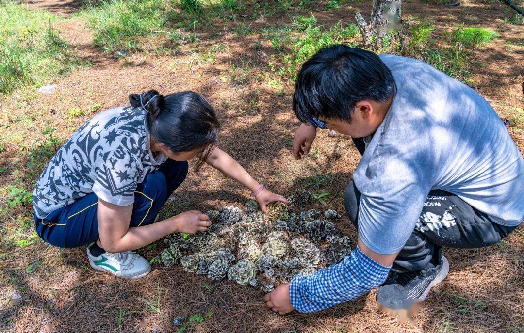 昆明这片山林野生菌产值翻倍的秘密揭晓→_顾晓坤_承包_进行