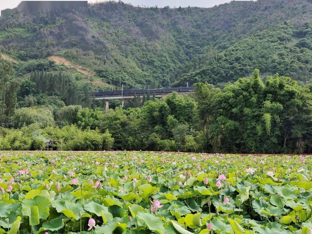勤丰镇北甸湿地公园62亩荷花竞相绽放_竹林_田园_乡村旅游