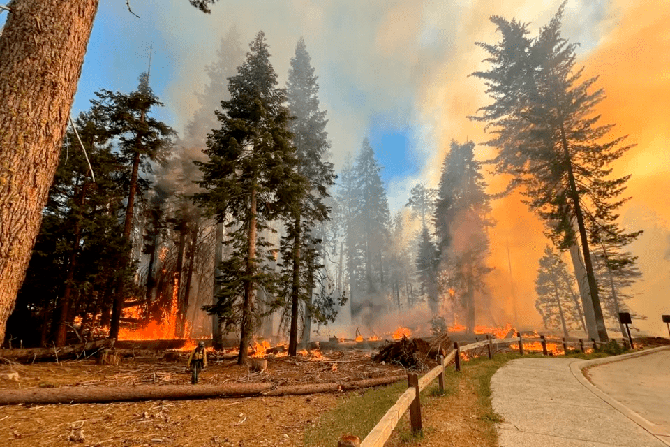 优胜美地山火竟是人为所致火势凶猛过火面积3700英亩千