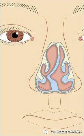 鼻中隔(nasal septum)將人類的鼻腔分成左右兩側,在維持呼吸通氣中