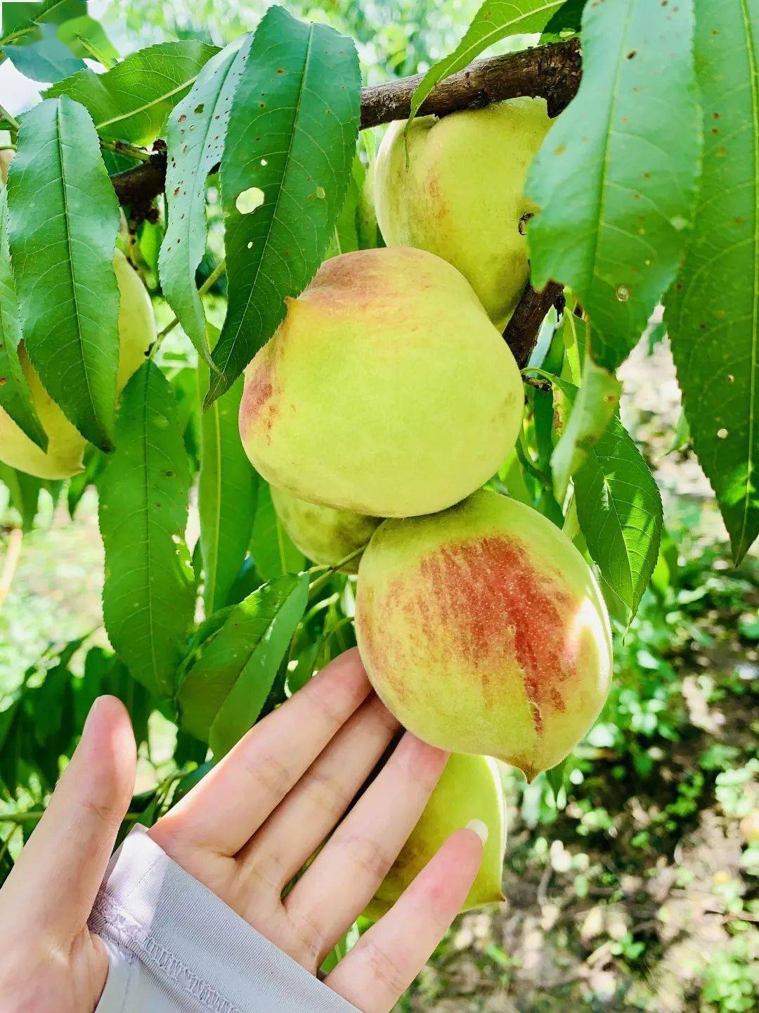 劲爆福利138元抢10斤正宗翁源脆香鹰嘴桃果园现摘现发很划算